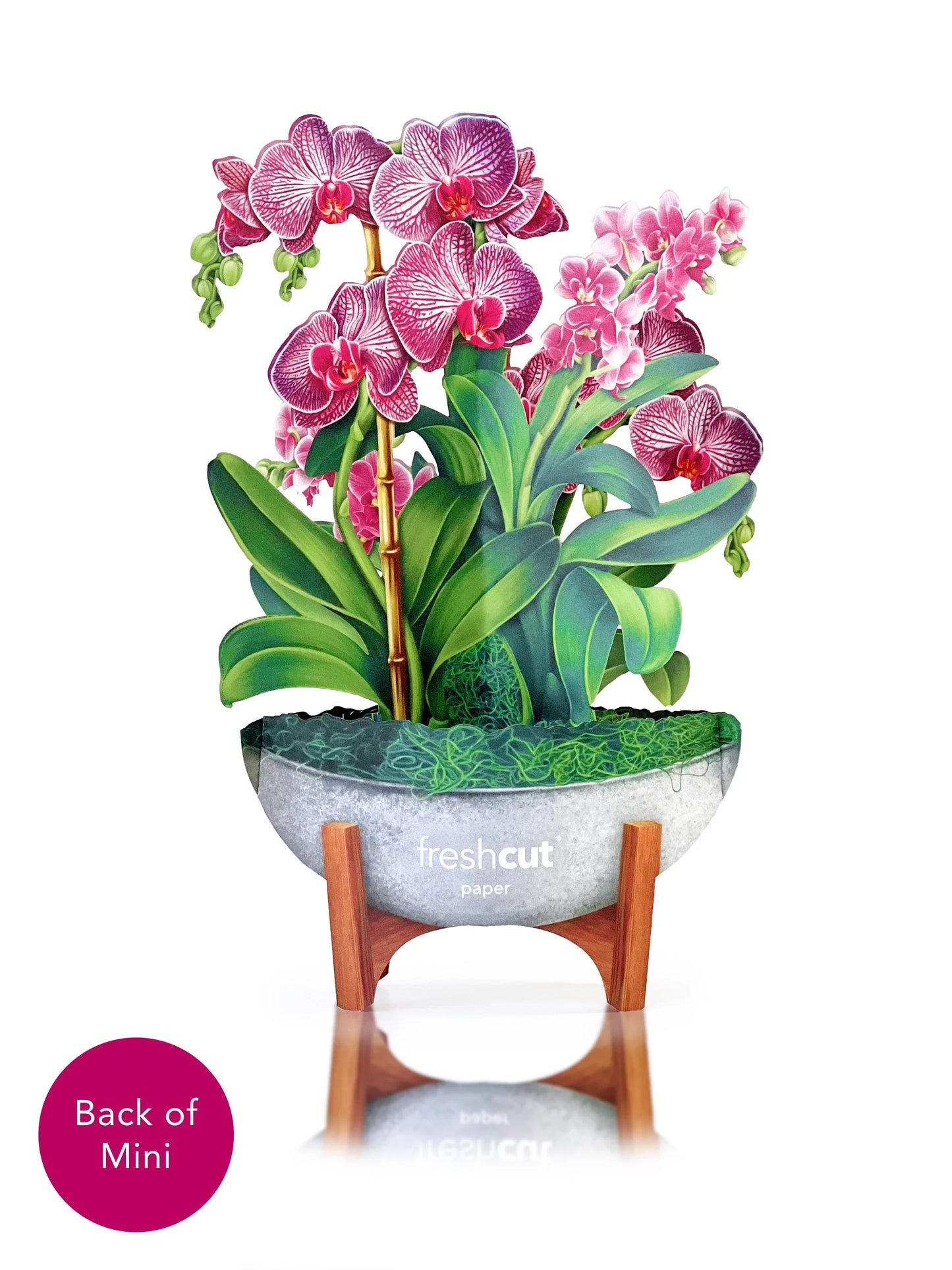 Mini Orchid Oasis