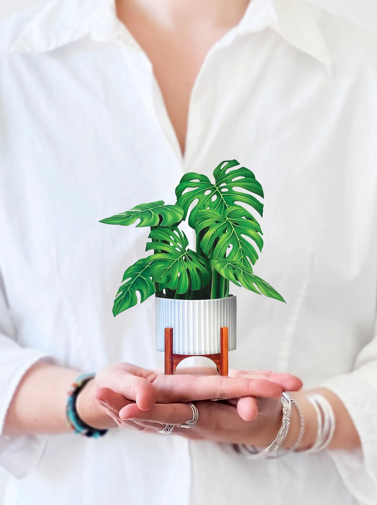 plant stand monstera Mini Monstera – Kelly's Kollections