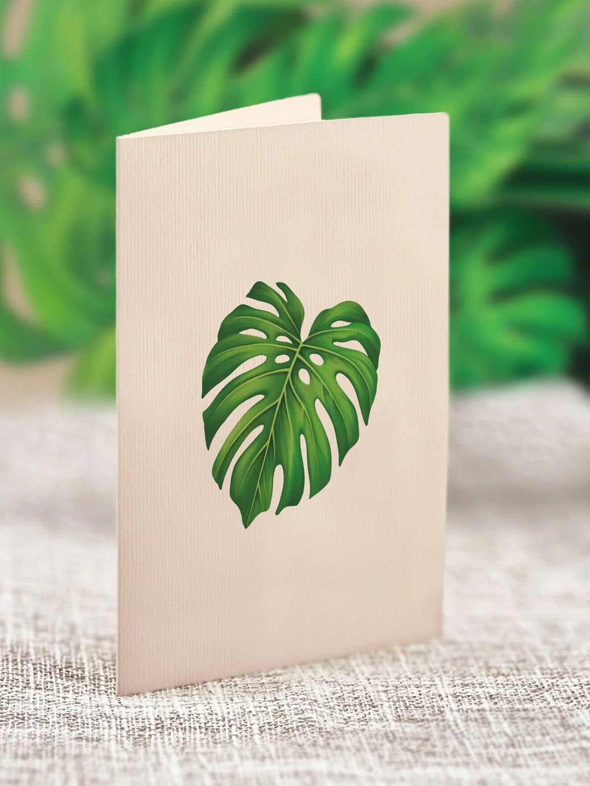 Mini Monstera