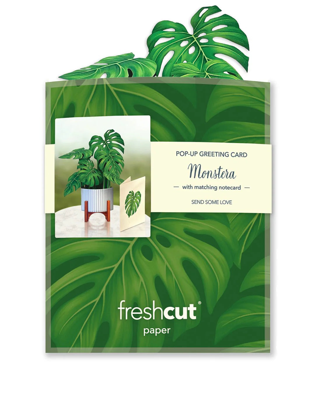 Mini Monstera