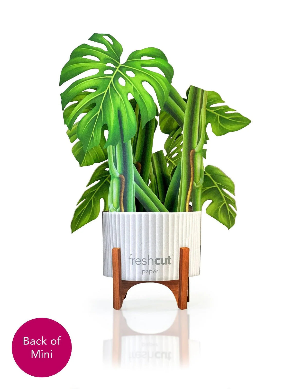 Mini Monstera