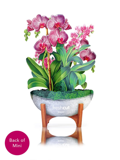 Mini Orchid Oasis
