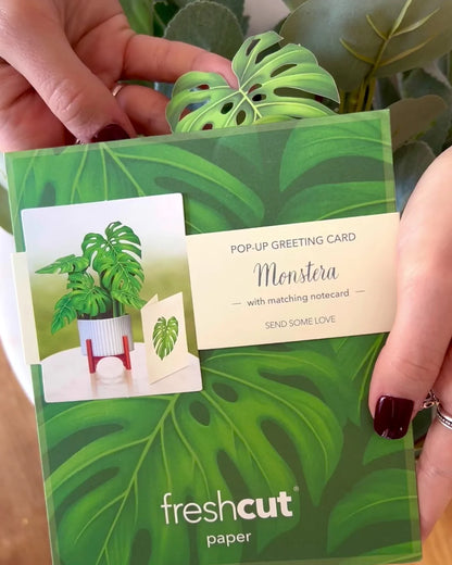 Mini Monstera