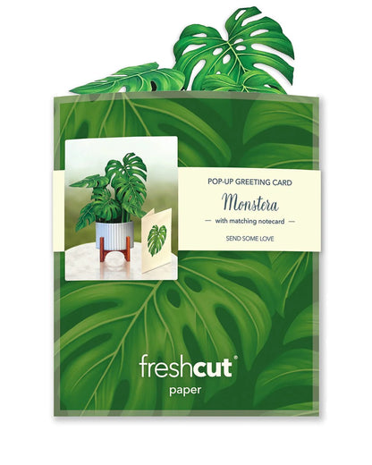 Mini Monstera