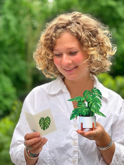 Mini Monstera