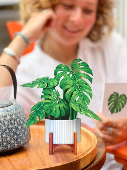 Mini Monstera